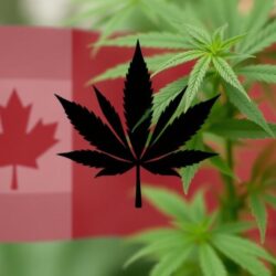 How Cannabis Legalization Impacted Security Needs in Canada